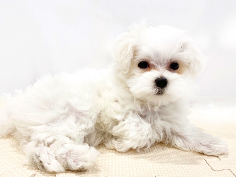 成犬時の推定体重は2.5kg前後の小さめサイズ | マルチーズ （11669） - 横浜 白楽店