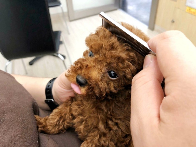 プードルは毛がトップクラスで抜けにくい犬種として有名 | トイ・プードル （512639） - 本羽田店