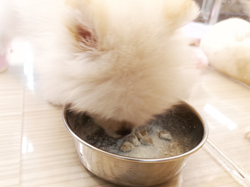 ご飯をあげてみよう！ - お子様と一緒に出来る子犬のお世話 | ポメラニアン （412866） - さいたま 武蔵浦和店