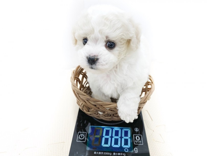 成犬時には5~6kg程を予想 | ビションフリーゼ （814585） - 相模大塚店