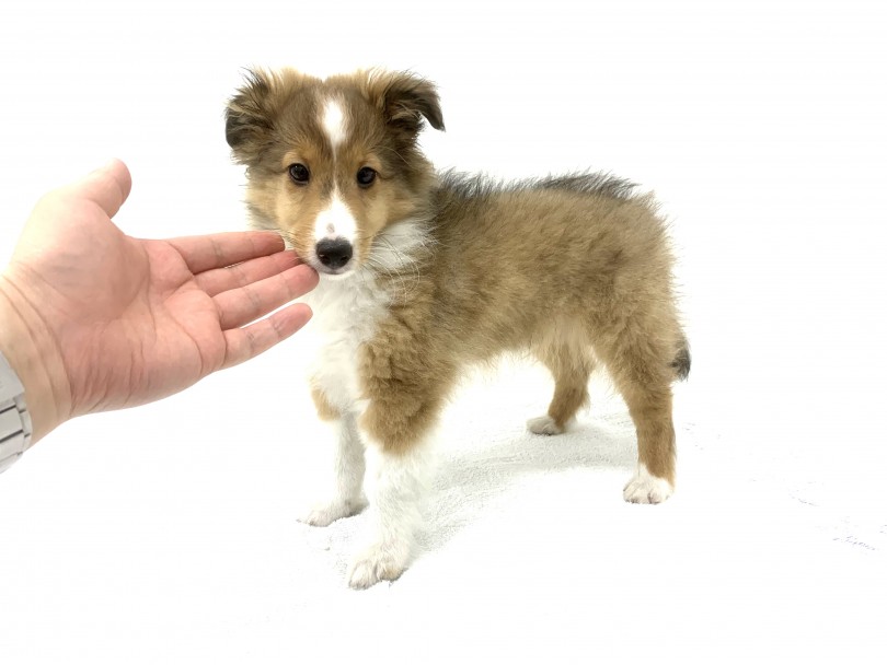 手のひら比較!小柄な男の子! 成犬推定体重は5〜9kg | シェットランドシープドッグ (140378) - 横浜 元町店