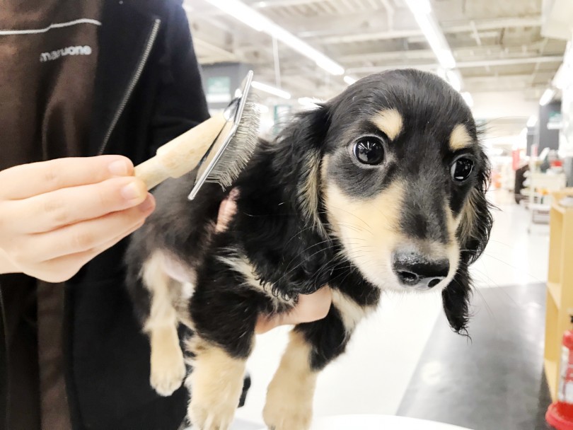 ダックスの飼いやすいポイント① ブラッシング＆シャンプーがご自宅で簡単に♪ | ミニチュア・ダックフント （119208） - 梅島店