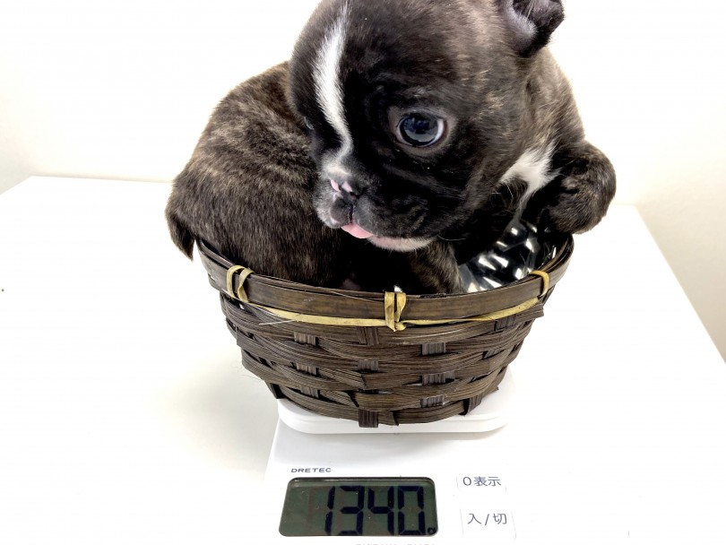 成犬時の体重は7kg後半を予想 | フレンチブルドッグ （150057） - 東川口店