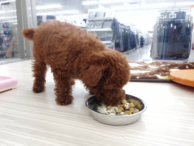食欲旺盛である事は子犬にとって一番大事 | トイ・プードル （512639） - 本羽田店