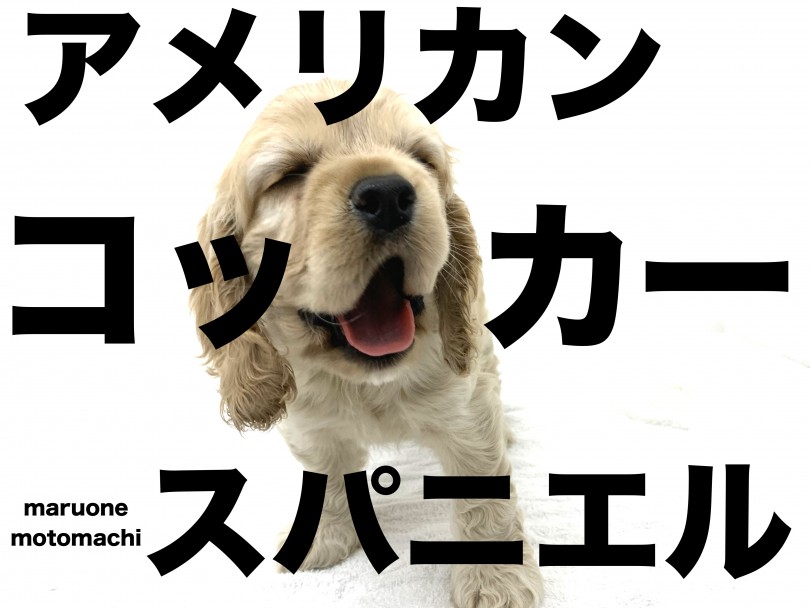 【 アメリカンコッカースパニエル 】ギャップ萌え？！愛情溢れるファミリードッグ！