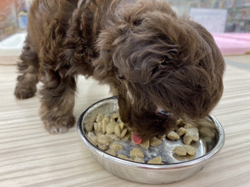 止まらぬ食欲でガッツガツご飯を食べてくれます | MIX犬 （713691） - 鶴見店
