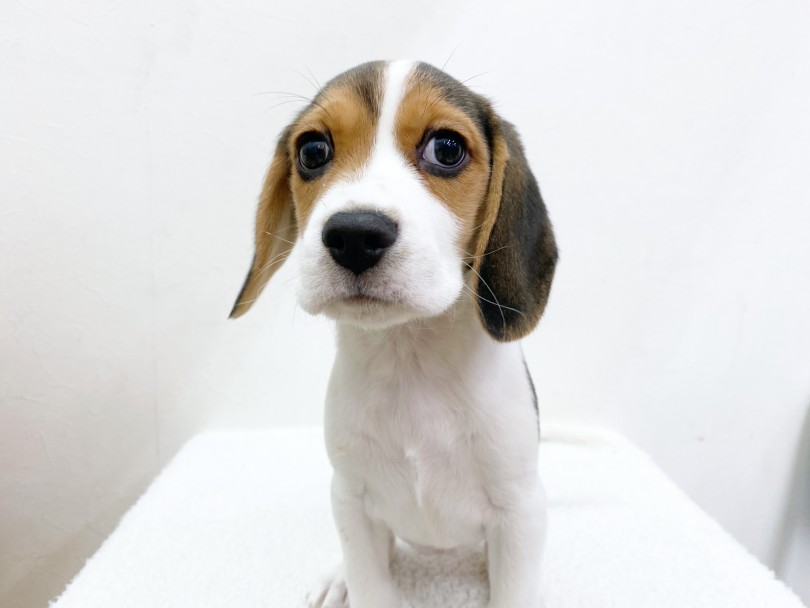 愛嬌たっぷりの人気犬種 | ビーグル （116399） - 下丸子店