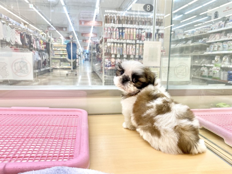 愛らしい姿で運命のご家族を待ってます！ | シーズー （118423） - 城山店