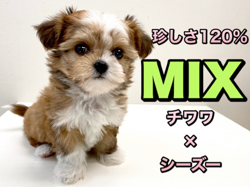 【 MIX 】滅多に出会えない希少なチワワ×シーズーの女の子がやって来た！！