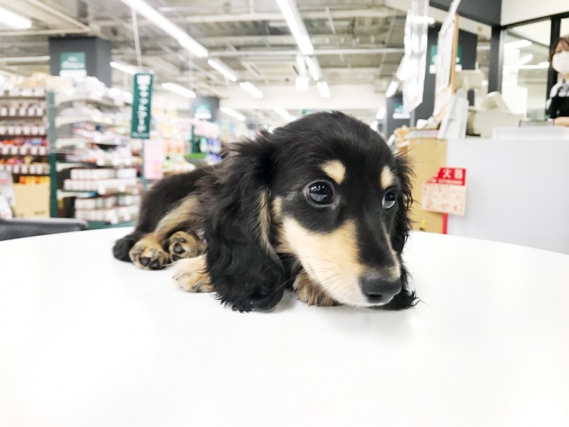 世界で一番飼いやすい犬種ダックスフント | ミニチュア・ダックフント （119208） - 梅島店