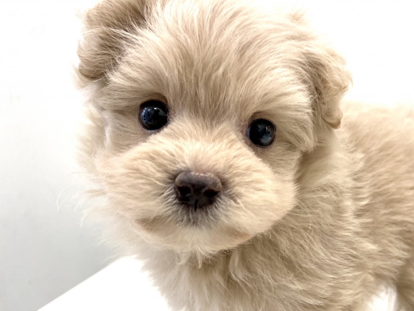 良い所取りのハイブリット犬 | MIX犬 （150056） - 東川口店