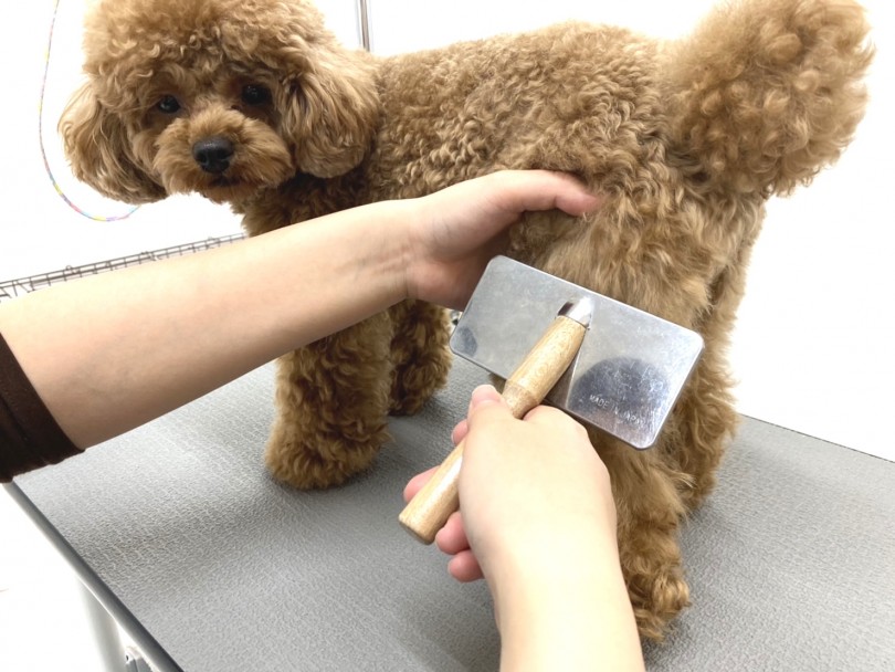 「看板犬ティア」のお手入れ | トリミング通信 - 横浜 元町店