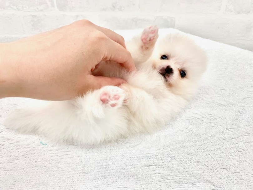 お腹を撫でたら自分からゴロン♡ | ポメラニアン （014306） - 東日暮里店