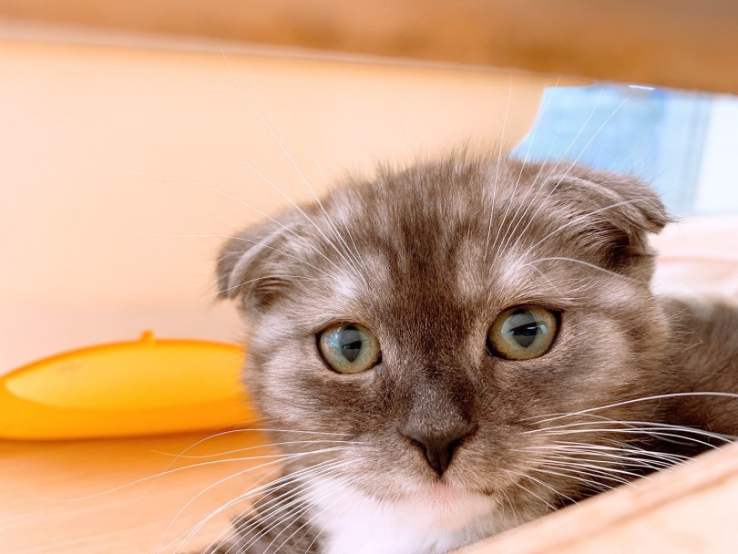 人なつっこく、しつけがしやすい猫ちゃん | スコティッシュフォールド （6130879） - 大倉山店