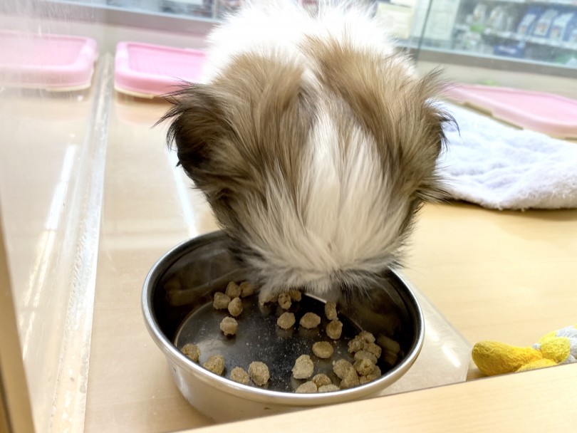 可愛いからこそ、その子の為にも成長に合わせたご飯をあげましょう！ | シーズー （118423） - 城山店