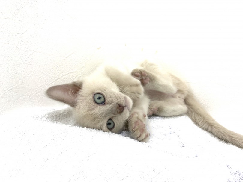 遊び好きで性格の良い猫 | トンキニーズ (140382) - 横浜 元町店