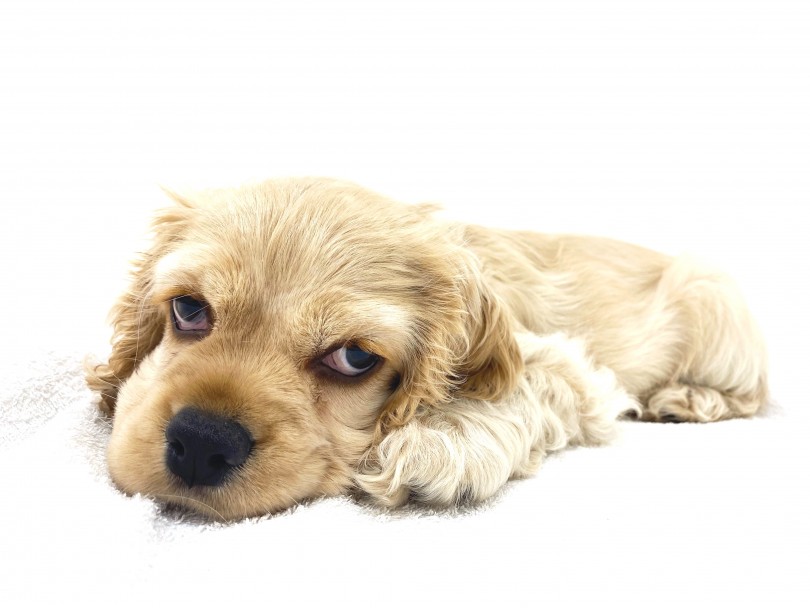 初めてわんちゃんを迎えたいって方でも、多頭飼いを考えている方でもマッチする犬種 | アメリカンコッカースパニエル （140376） - 横浜 元町店