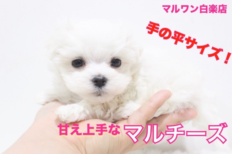 【 マルチーズ 】小さめサイズ！お手入れ慣れも抜群！カットスタイルで可愛さ無限大