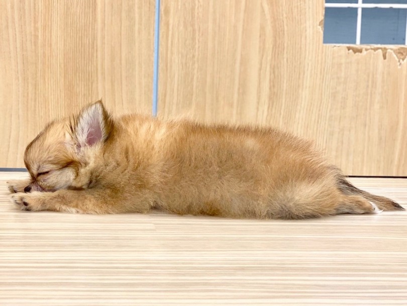 >ビヨ〜ンと伸びて寝ながらあなたのご来店をお待ちしております♪ | チワワ （120251） - 今宿店