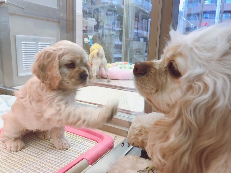 先輩コッカーのシュシュちゃんにも上手に挨拶 | アメリカンコッカースパニエル （6130880） - 大倉山店
