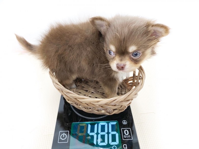成犬時には1.8~2.2kgの小柄な子になりそう | チワワ （814587） - 相模大塚店