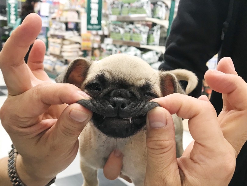 デンタルトレーニングをしているチワパグちゃん（コウモリみたい笑） | MIX犬 チワパグ （119207） - 梅島店
