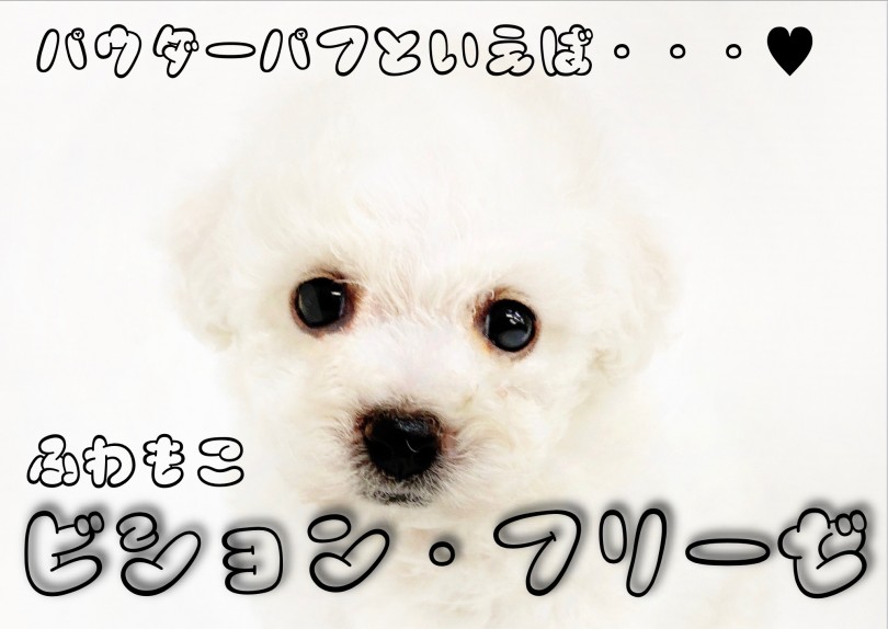 【 ビションフリーゼ 】横浜1番のぬいぐるみ感！抜群の毛量で目指せパウダーパフ！