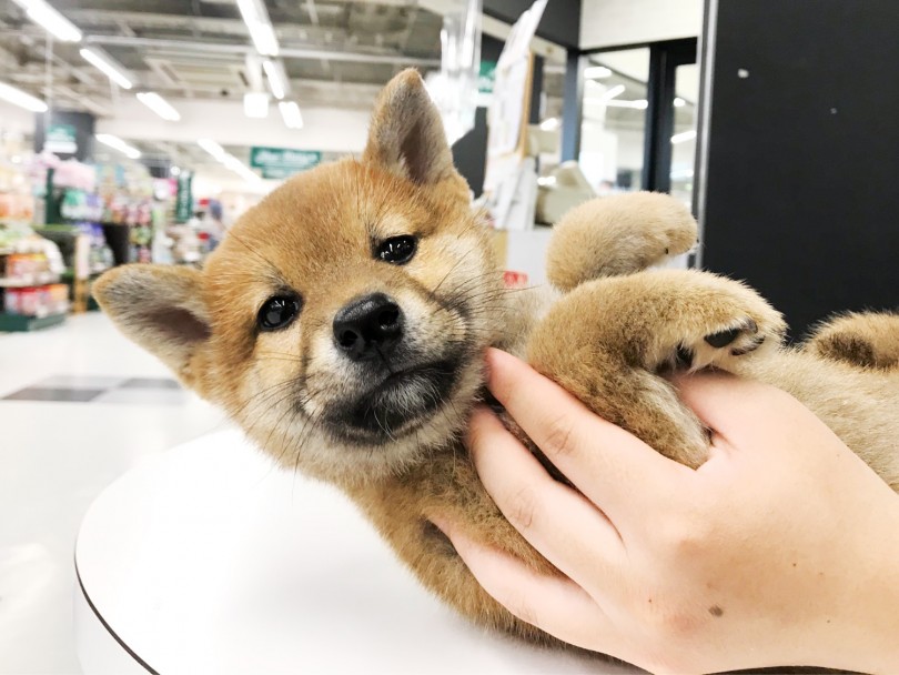 忠実で人懐こく、社交性抜群! | 柴犬 (119206) - 梅島店