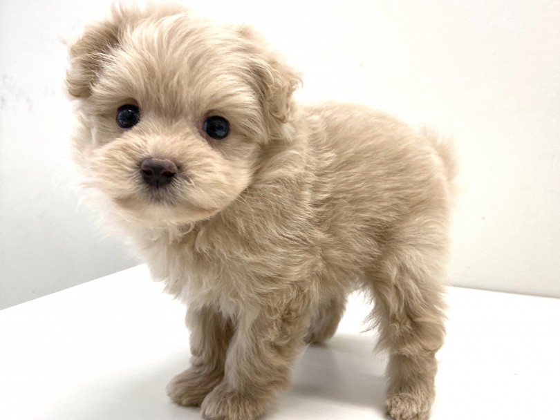 温かみのあるクリームカラーの被毛 | MIX犬 （150056） - 東川口店