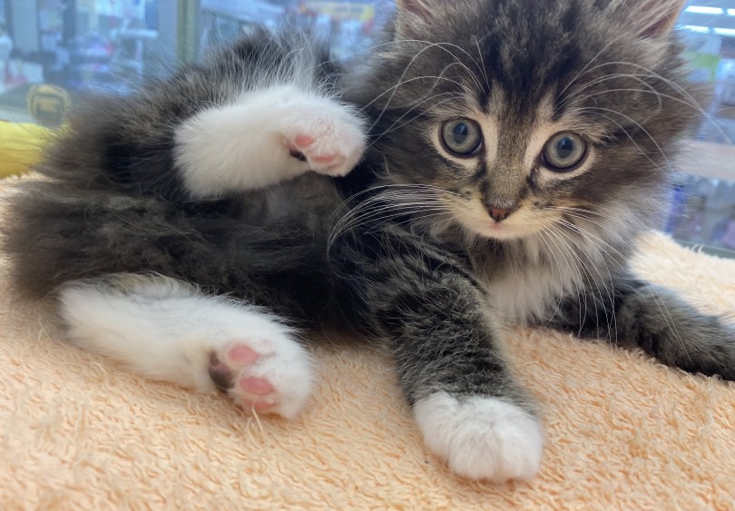 初めて猫ちゃんとの生活を検討している方にもオススメな子です | サイベリアン （6130883） - 大倉山店