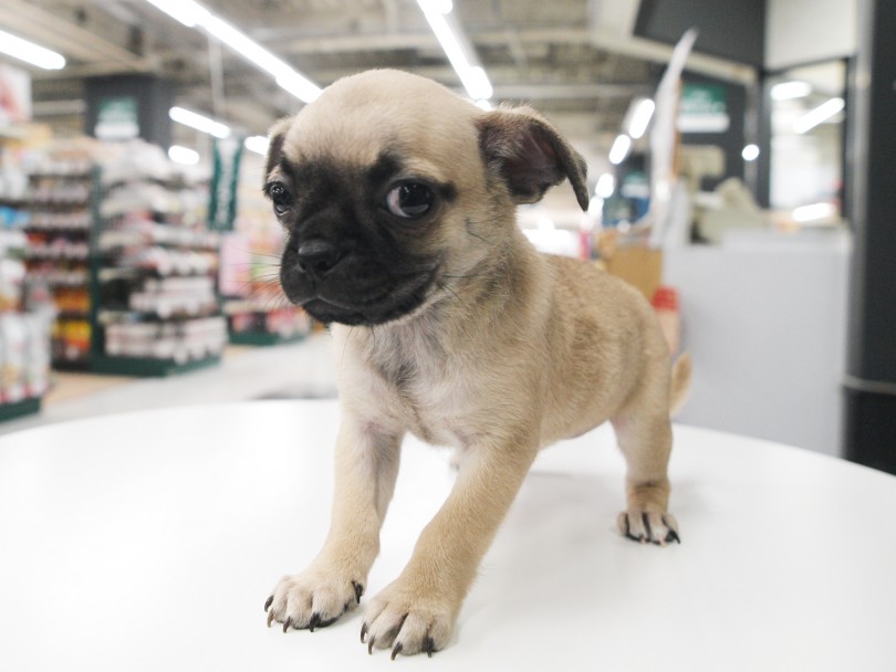なんとな~くチワワに見えてきません？ | MIX犬 チワパグ （119207） - 梅島店