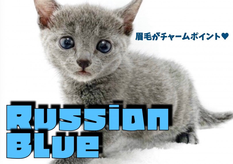 【 ロシアンブルー 】ちょこっと眉毛がチャームポイント！元気な甘えん坊ガール！