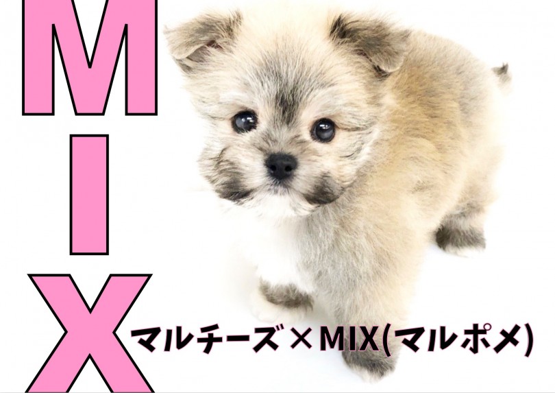 【 MIX 】超オンリーワン要素たっぷり！キャラ感の強いマル×マルポメのMIX！