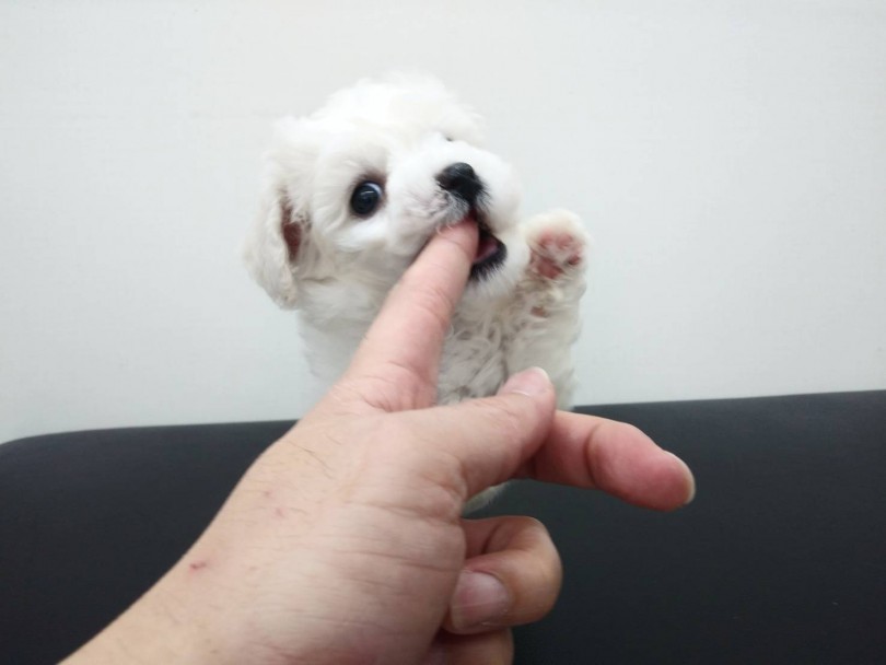 明るく懐っこい性格はお家の中を華やかにしてくれる！ | ビションフリーゼ （512643） - 本羽田店