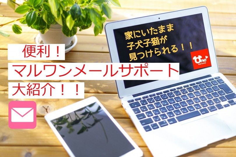 【 お役立て情報 】便利！”お家にいたまま”気になる子犬子猫を探せます！！