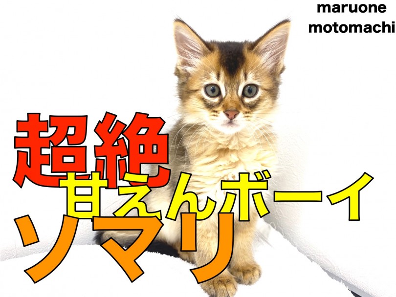 【 ソマリ 】超絶甘えんボーイ！1本の黒い線にも注目！