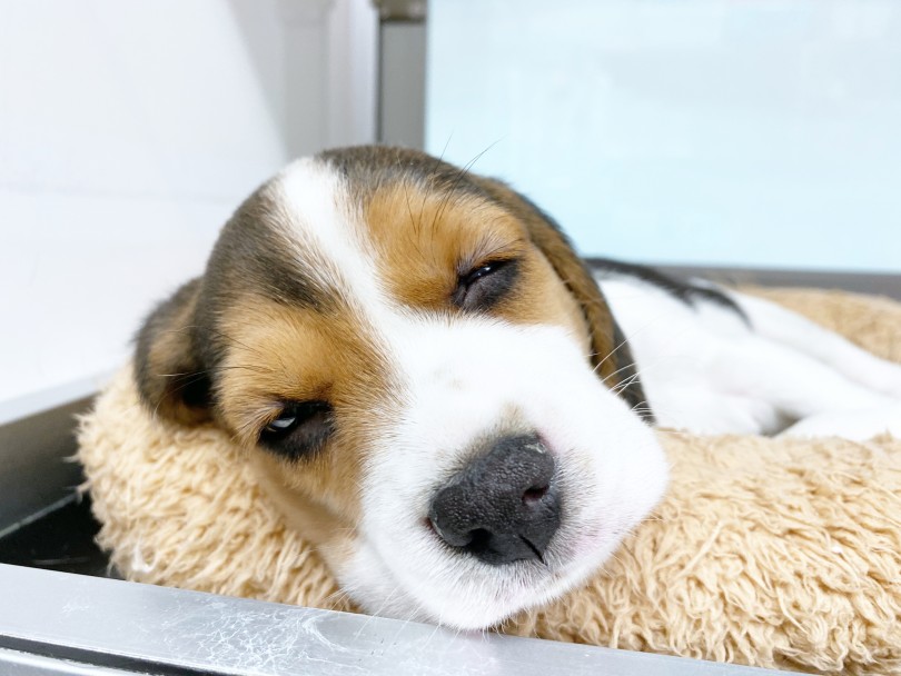 集団生活にも慣れている犬種なので、多頭飼いにも向いています | ビーグル （116399） - 下丸子店