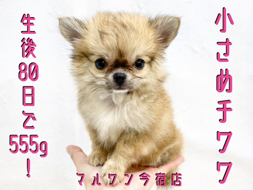 【 チワワ 】パパはJKCチャンピオン！生後80日で555gのイケメン手乗り系！