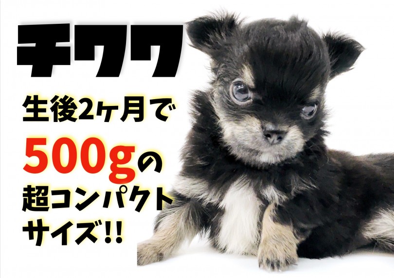 【 チワワ 】生後2ヶ月で500gの小さめ！キリッとチャームポイントのマロ眉！