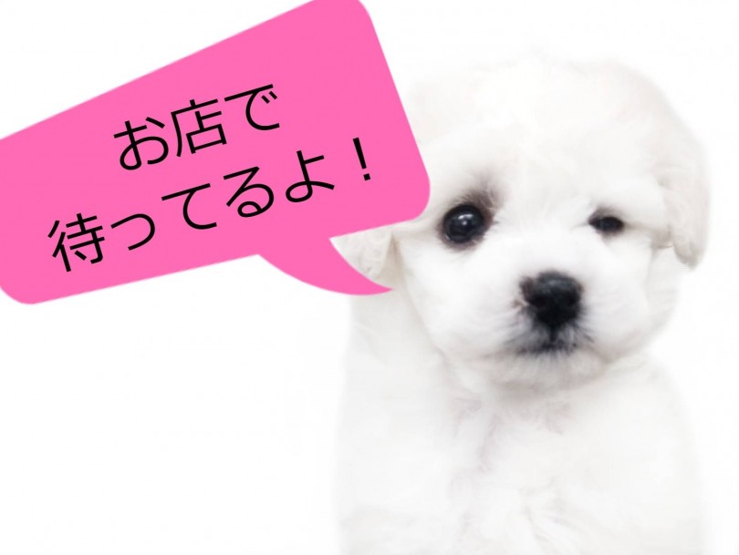 気になる方はお早めに会いにいらしてください！ | ビションフリーゼ （512643） - 本羽田店