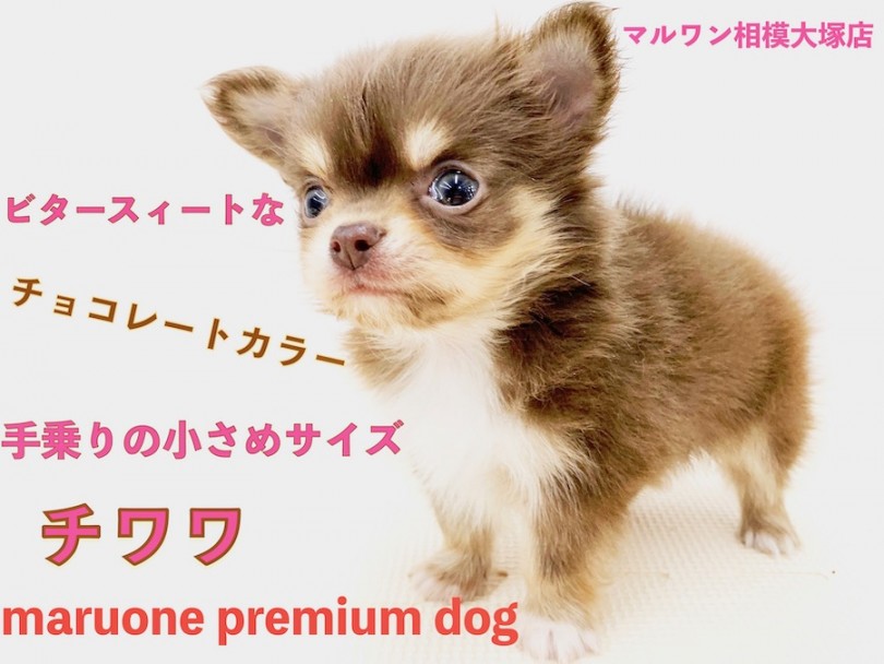 【 チワワ 】人気のチョコレートカラー！手の平より小さなミニマムサイズ！