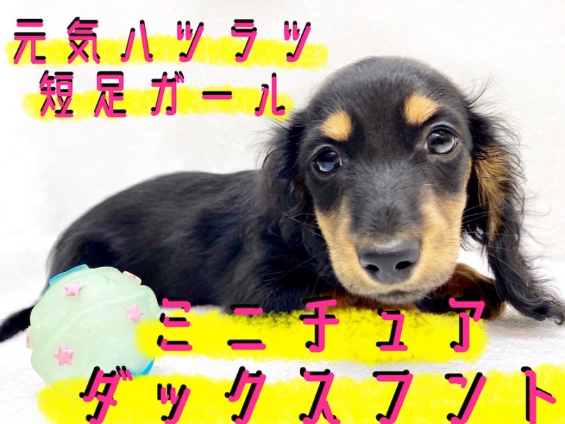 【 ミニチュアダックスフント 】王道カラーの胴長短足！癒し系甘えん坊ガール！