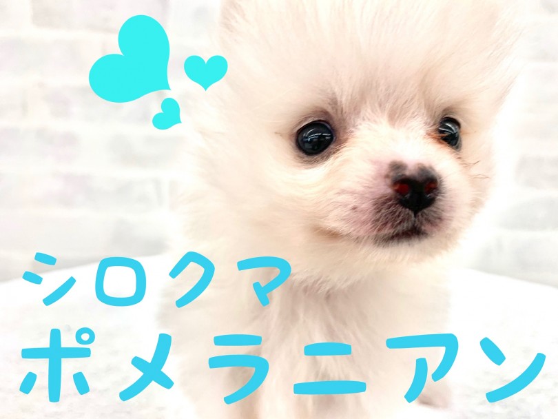 【 ポメラニアン 】4年に1度の美少年！ふわふわのシロクマポメ登場！