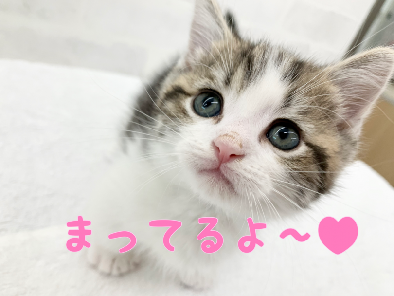 人懐っこく、のんびりやさんのマンチカンくん♡ | マンチカン （014299） - 東日暮里店