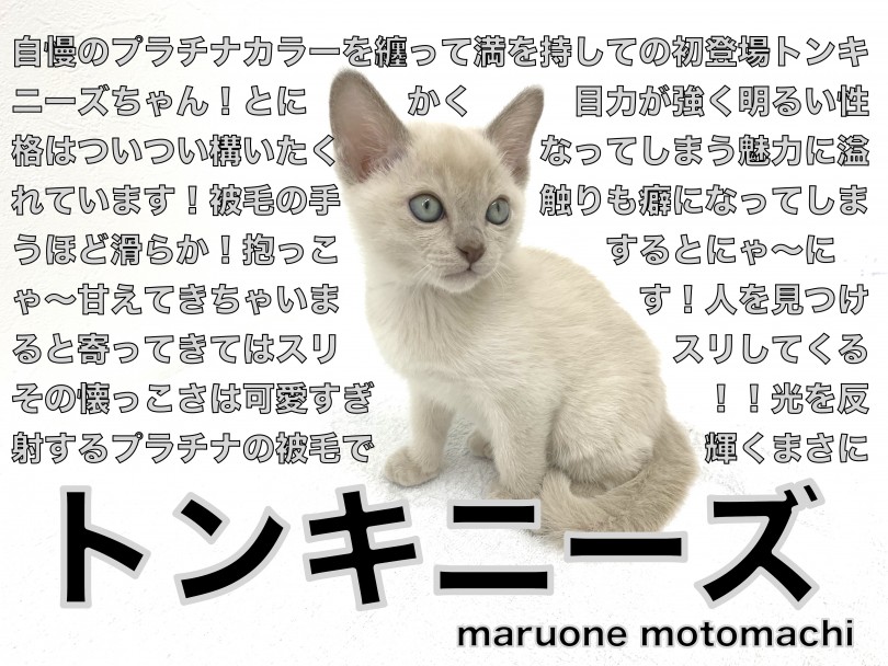 【 トンキニーズ 】まさにプラチナ級！ゴージャス&ビューティーキャット！
