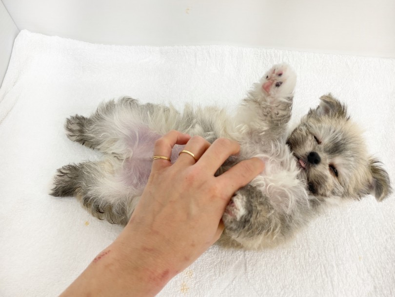 お腹こちょこちょしてたら、うっとり・・・ | MIX犬 （6130887） - 大倉山店