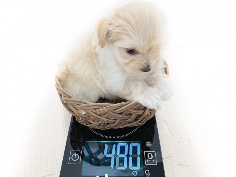 成犬時には1.8~2.3kg程を予想 | MIX犬 （814589） - 相模大塚店