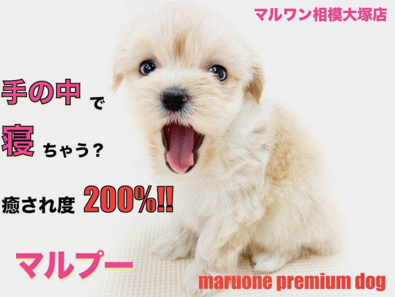【 MIX 】両親はトイ・プードルとマルチーズ！子犬らしい寝姿が可愛いマルプー