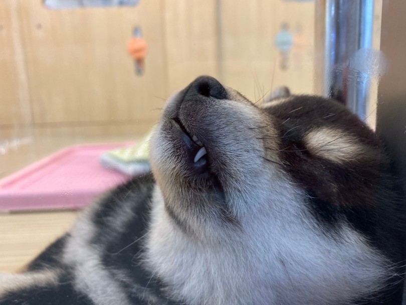 黒柴ちゃんは人懐っこい性格になりそう | 柴犬 （6130881） - 大倉山店