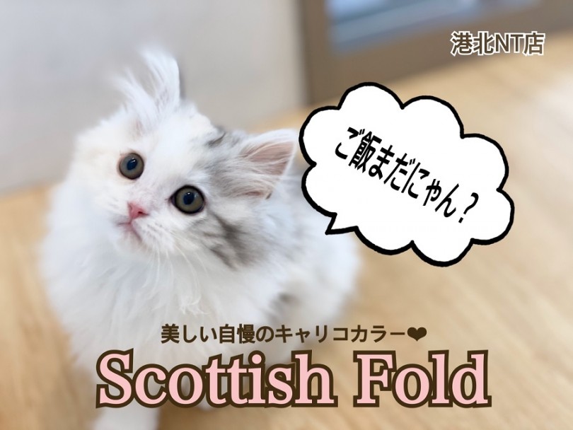 【 スコティッシュフォールド 】淡いキャリコカラーが自慢のスコティッシュ！